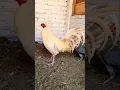 Download Lagu white gold broodcock #chicken