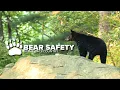 Bear Safety in New York s Backcountry