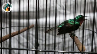 Download Kolibri Wulung MANAPUN Akan LANGSUNG NYAUT Dengan Pancingan Kolibri Wulung Ini || Kowul Gacor MP3