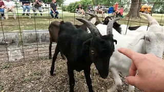 Amish Animal Auction A look at what I Bought this time