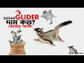 sugar glider sugar glider price in bd India sugar glider marsupial