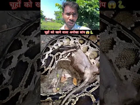चूहा को खाता नज़र आया अनोखा सांप 😱🐍 #snakevideo @sanjaysnake #shorts