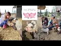 Visiting SoCalMiniPigs farm to play with mini pigs
