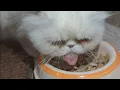 Can a super flat face persian cat eat chicken