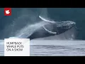Incredible shows humpback whale breaching near kayakers