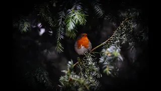 European Robin Singing تغريد طائر أبو الحناء الاوربي 
