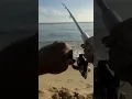 Download Lagu Syoknya memancing gelama #kakipancing #fishing #fish #anglermalaysia