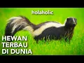 Download Lagu fakta unik sigung hewan terbau di dunia yang kebal bisa ular