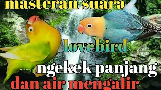 Download Masteran burung lovebird dan gemercik air cocok buat masteran murai batu,cucak ijo dan kacer MP3