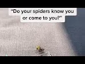 Do spiders know us - What are you thought tiana