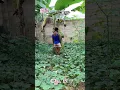 Download Lagu #dance #viralvideo #musicgenre #80sreggae #musicstyle #reggaewine #funny #music #humorvibes