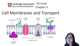Chapter 4 1 - Cell Membrane Structure and Function Cambridge A-Level 9700 Biology
