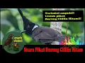 SUARA PIKAT BURUNG CILILIN HITAM