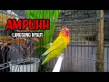 Download Lagu SUARA Burung LOVEBIRD NGEKEK PANJANG, PANCINGAN lovebird AMPUH Bikin BUNYI