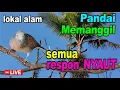 Download Lagu Perkutut Lokal Gacor alam liar sangat manjur buat masteran