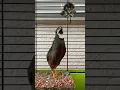 Download Lagu Dwergkwartel Cina Geluid. Suara Burung Puyuh Raja Cina Jantan