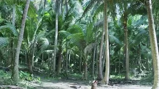 فيلم وحوش ومغامرات في الغابة 