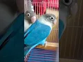 Download Lagu Nubaid's Love bird🐦🐦🐦 #cute #bangladesh #birds #viralvideo #viral