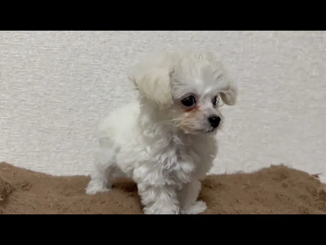 動画