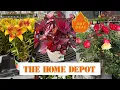 HOME DEPOT BEST NEW PLANTS-ARRIVALS FOR HOW TO MAKE YOUR GARDEN BEAUTIFUL