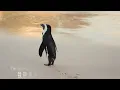 蘇芮  虞戡平   請跟我來  附中英文歌詞（高清播放) Follow Me  by Julie Sue and Kan-ping Yu (HD) with lyrics