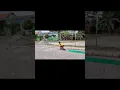 Download Lagu Atletik Kids | Ujian Praktek PJOK Kelas 6 SD