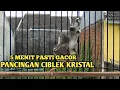 Download Lagu SUARA TEMBAKAN CIBLEK KOMPLIT | CIKRIS GACOR FULL BREN UNTUK PANCINGAN DAN MASTERAN MURAI BATU,KONIN MP3