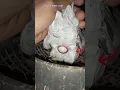 Download Lagu Pigeon Eggs 😲😲 || #shorts #pigeon #trending  #hasanpigeonsloft