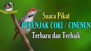 suara pikat perenjak coki atau cinenen terbukti paling ampuh 