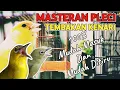 Download Lagu Masteran Pleci Nembak Kenari‼️Materi Tembakan Pleci Juara🏆🏆🏆