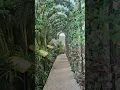 Download Lagu Singapore Mount Faber🇸🇬 #trending #singapore #mountfaber #love #sg #greenery #nature