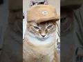 Cool Vans-inspired cat hat DIY tutorial for your stylish kitty