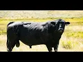 Basic Cattle Terminology
