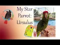 My Star Parrot Ursulus Red-headed Amazon