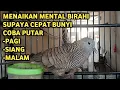 Perkutut Lokal Gacor Suara Super Kristal - Pancingan Malas Bunyi  (99%AMPUH BANGET)