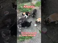 Download Lagu Alleycats #love #cute #cat #shorts #cats #shortvideo #help #shortsfeed #sad #reels #god #funny #now