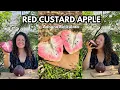 Opening Red Custard Apple