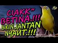 Download Lagu Ciak Ciak Kecial Kuning BETINA Ampuh Bikin Jantan Cepat NYAUT‼️| PEPADU KECIAL