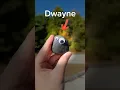 Download Lagu Giving a Pet Rock the Best Day of its Life