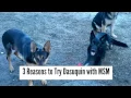3 Reasons To Try Nutramax Dasuquin with MSM for Dogs
