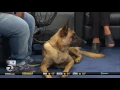 Cover Your k-9 Event at Pet Food Express