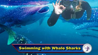 Whale Sharks Everywhere! We Sail into a Bay Full Of Gentle Giants – Series 4 Episode 98