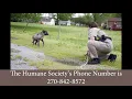 Animal Control Division