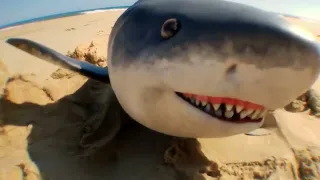 Baby Shark on the beach