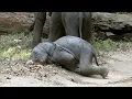 Download Lagu Two baby elephants playing | Elephant | Baby elephant | Animals | Wildlife #elephant #wildlife