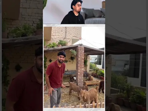 Old minizoo pe goat farm shehr main dihat