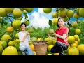 Lagu Harvesting Pomelo Grapefruit From Village Goes To Market Sell, My Daughter Helped Me Farm Work