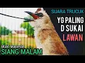 Lagu Suara Trucukan TERBAIK YG D SUKAI LAWAN ‼️ SEKALI PUTAR SEMUA TRUCUKAN NYAUT NGROPEL MENDENGARNYA ‼️