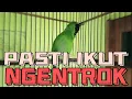 Download Lagu Bikin Bongkar Isian!!! Cucak Ijo Gacor Ngentrok Full Isian, Sekali Putar Langsung Muncrat