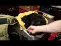 Full Time Gun Shop Cat